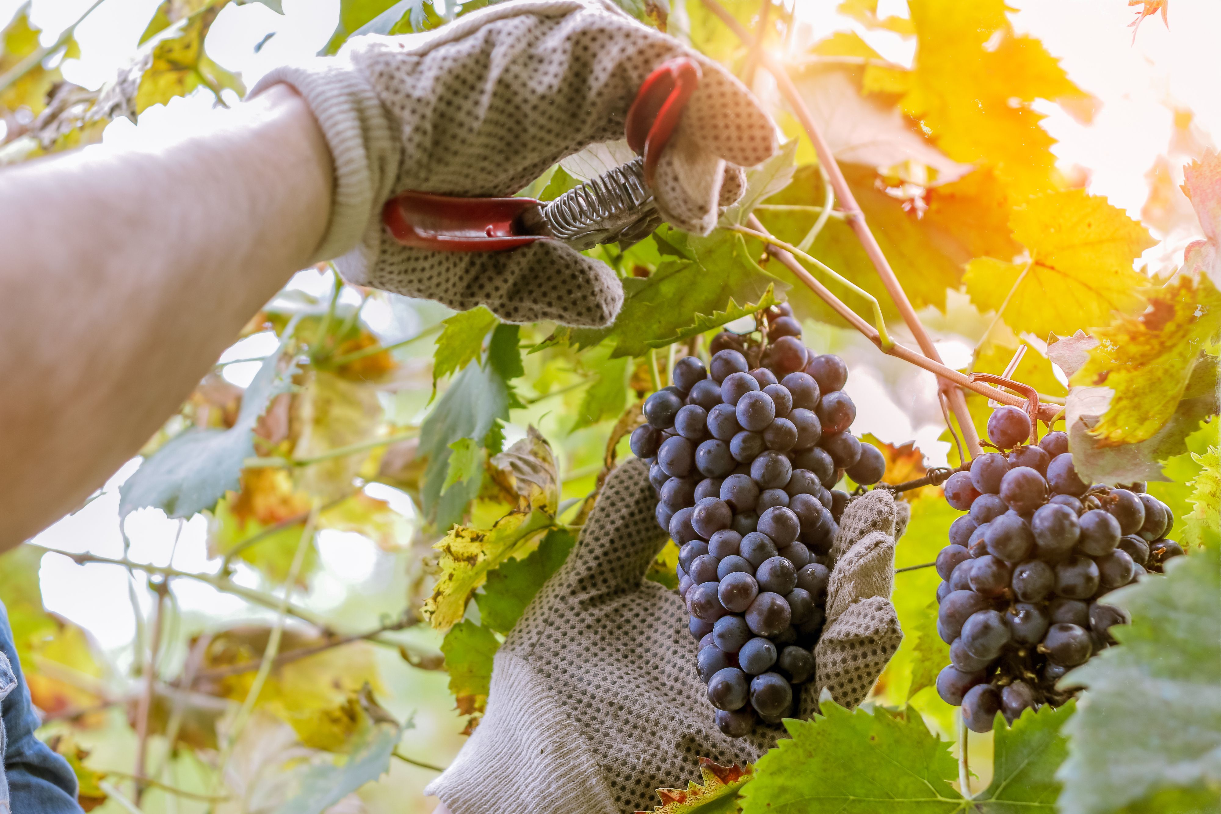 Mahats-bilketa aurreratu egin da aurten, udako lehorteen ondorioz | Argazkia: iStock Mahats-bilketa aurreratu egin da aurten, udako lehorteen ondorioz | Argazkia: iStock