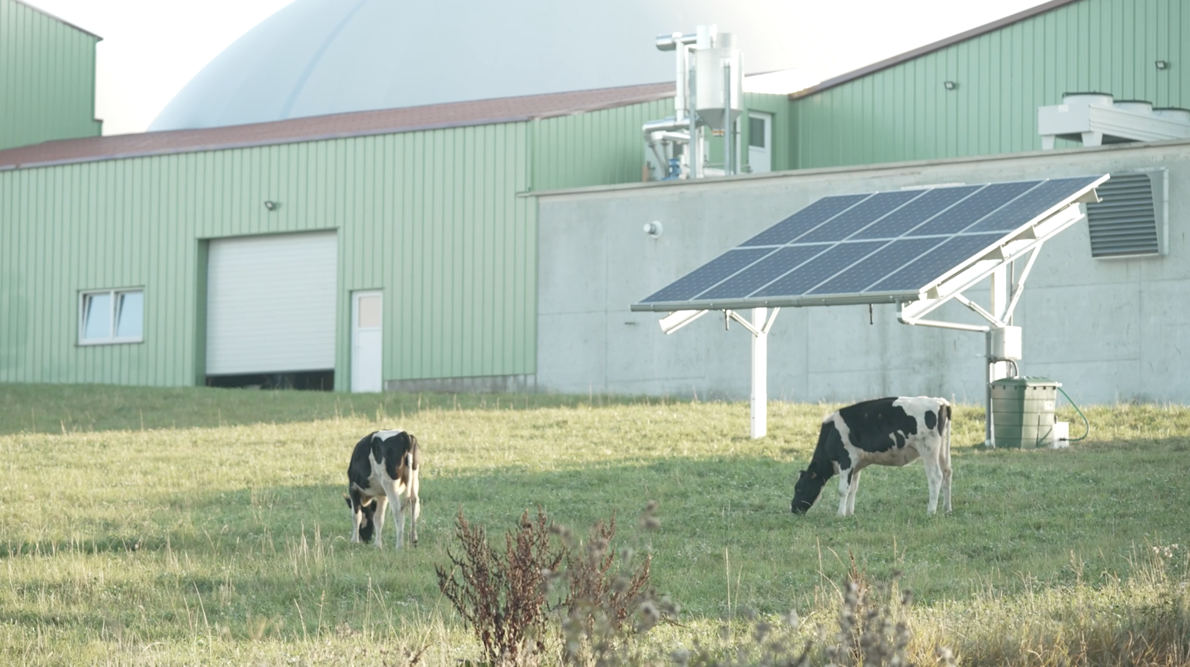 Kircheko abeletxeko Iberdrolaren proiektua | Argazkia: Iberdrola Kircheko abeletxeko Iberdrolaren proiektua | Argazkia: Iberdrola