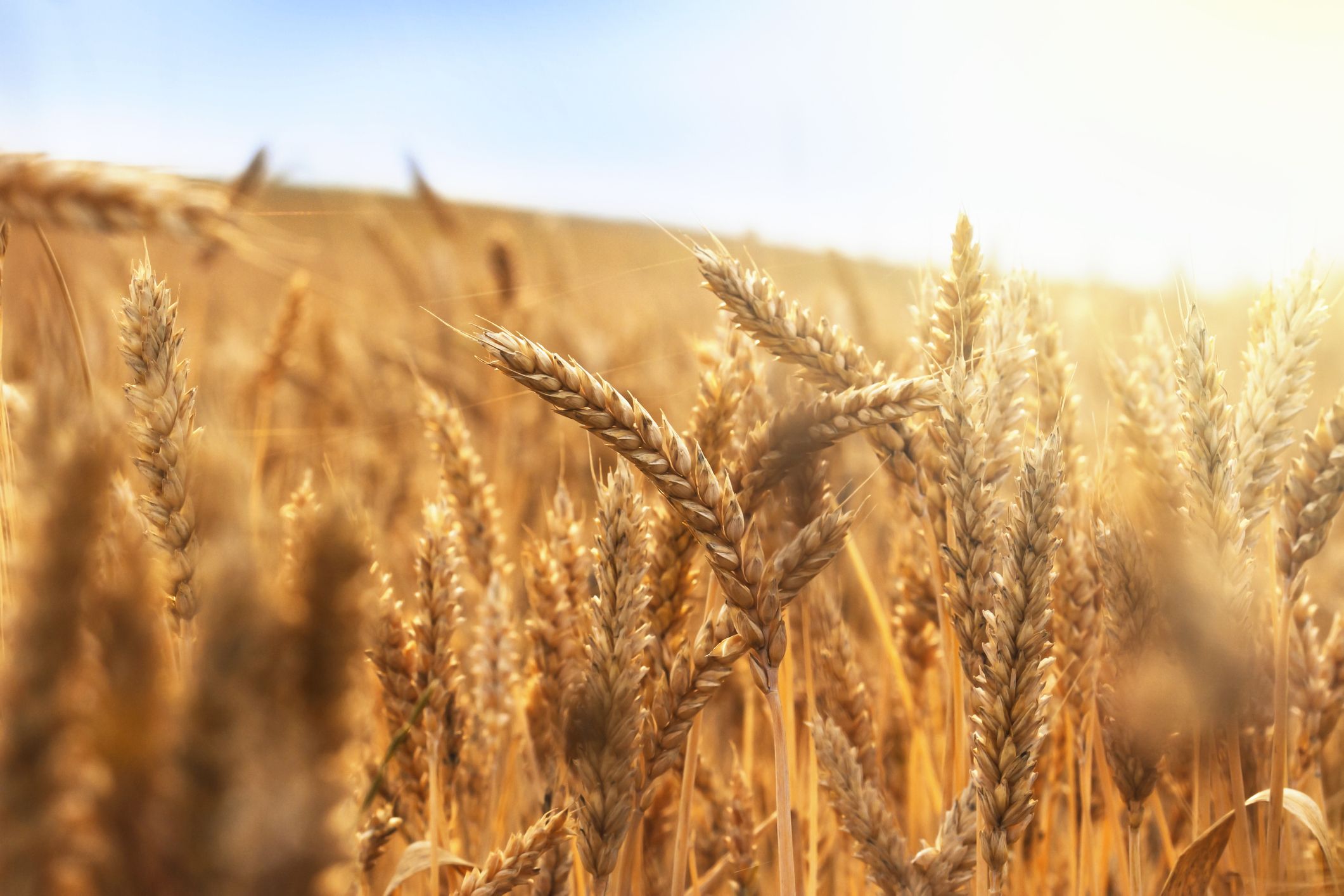 Argazkia: iStock Argazkia: iStock