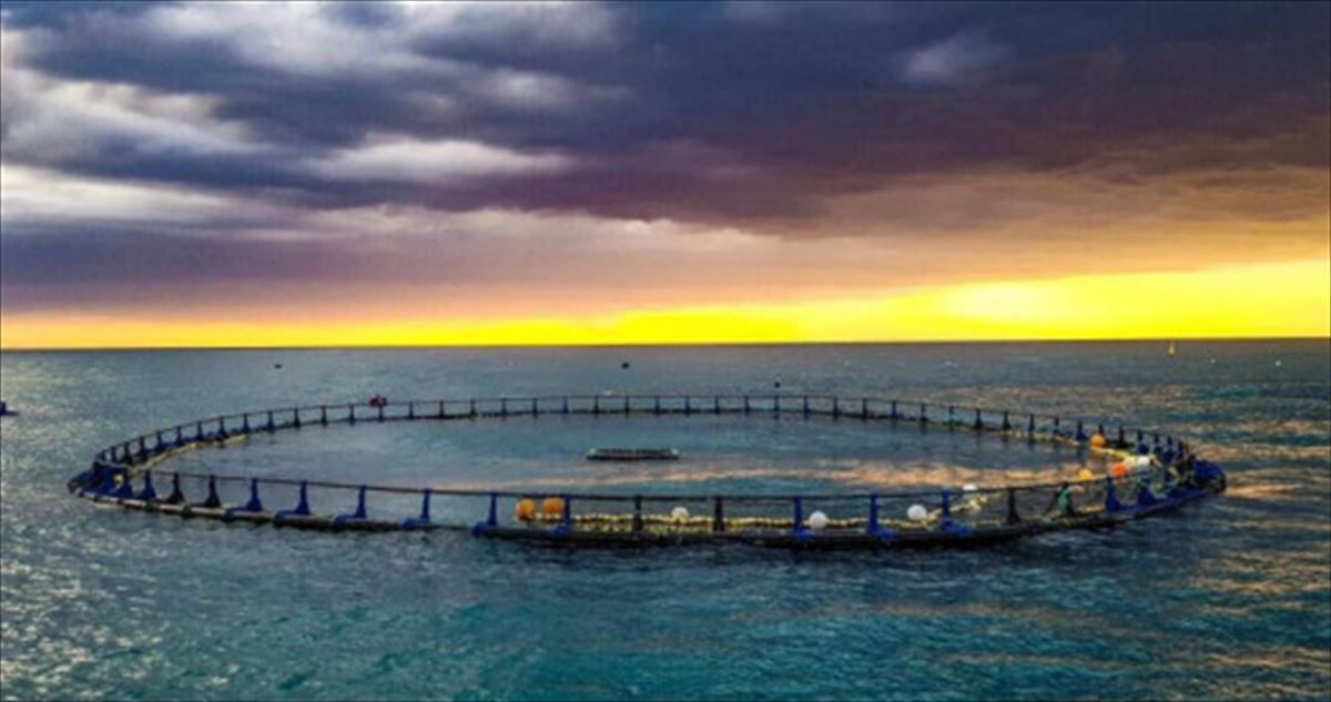 Hegalabur kaiolak | Argazkia: Irekia