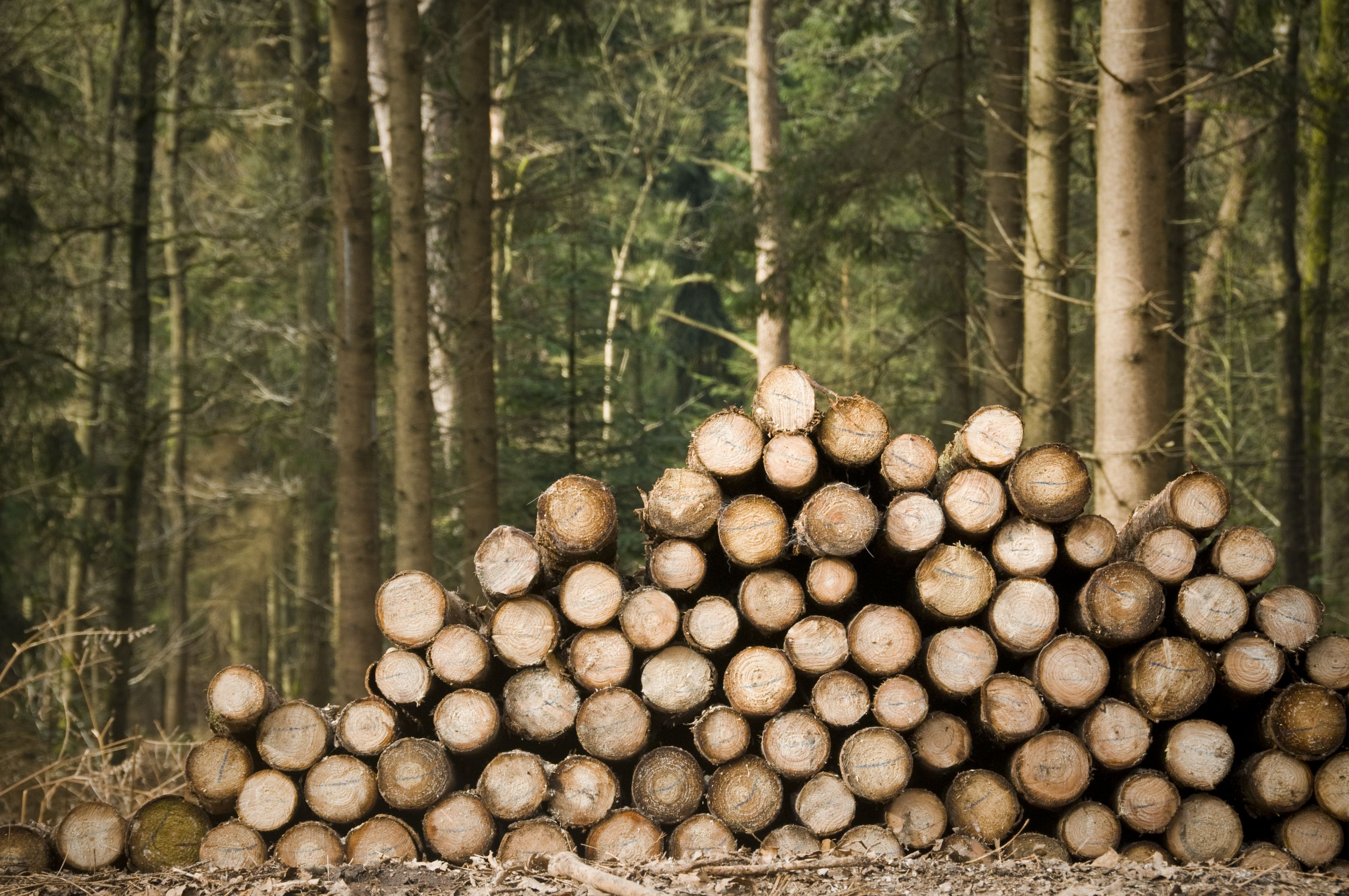 Argazkia: iStock Argazkia: iStock