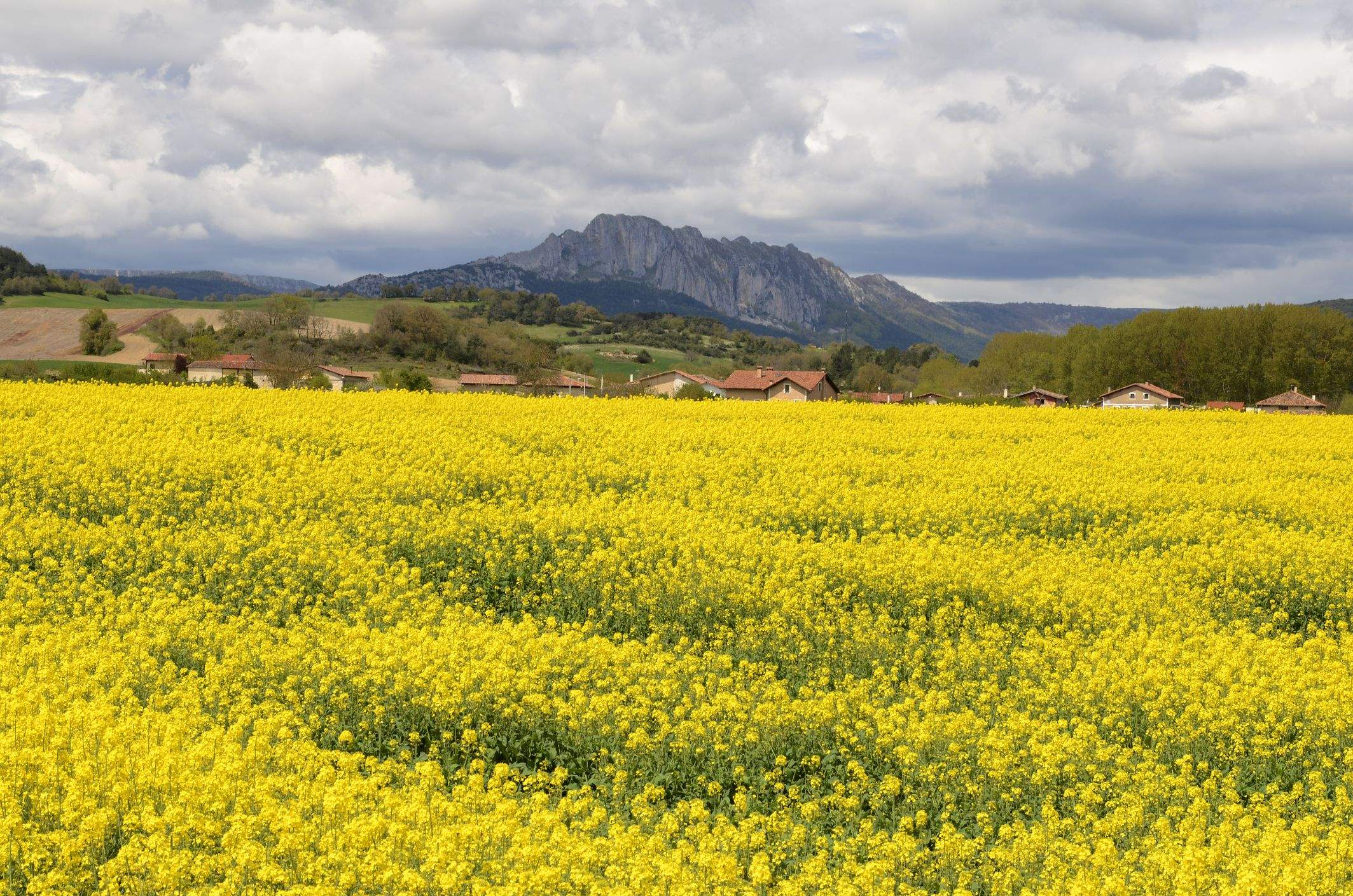 Koltza landaketa Gaubea udalerrian | Argazkia: iStock