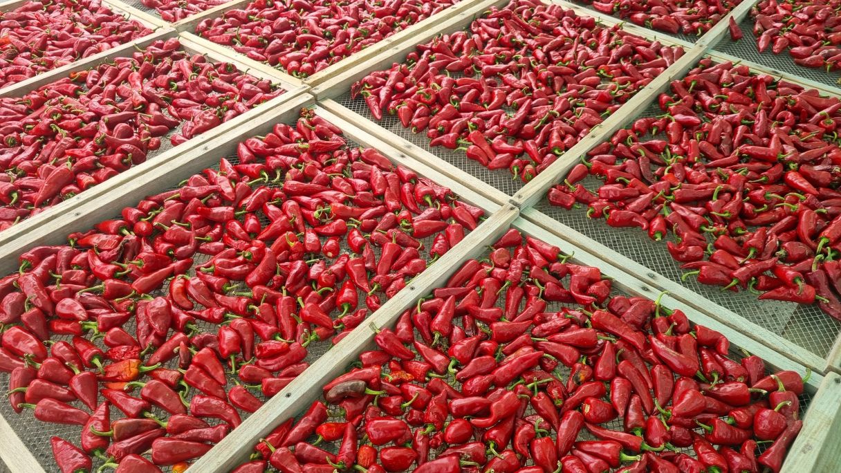 20250826 101429 20250826 101429