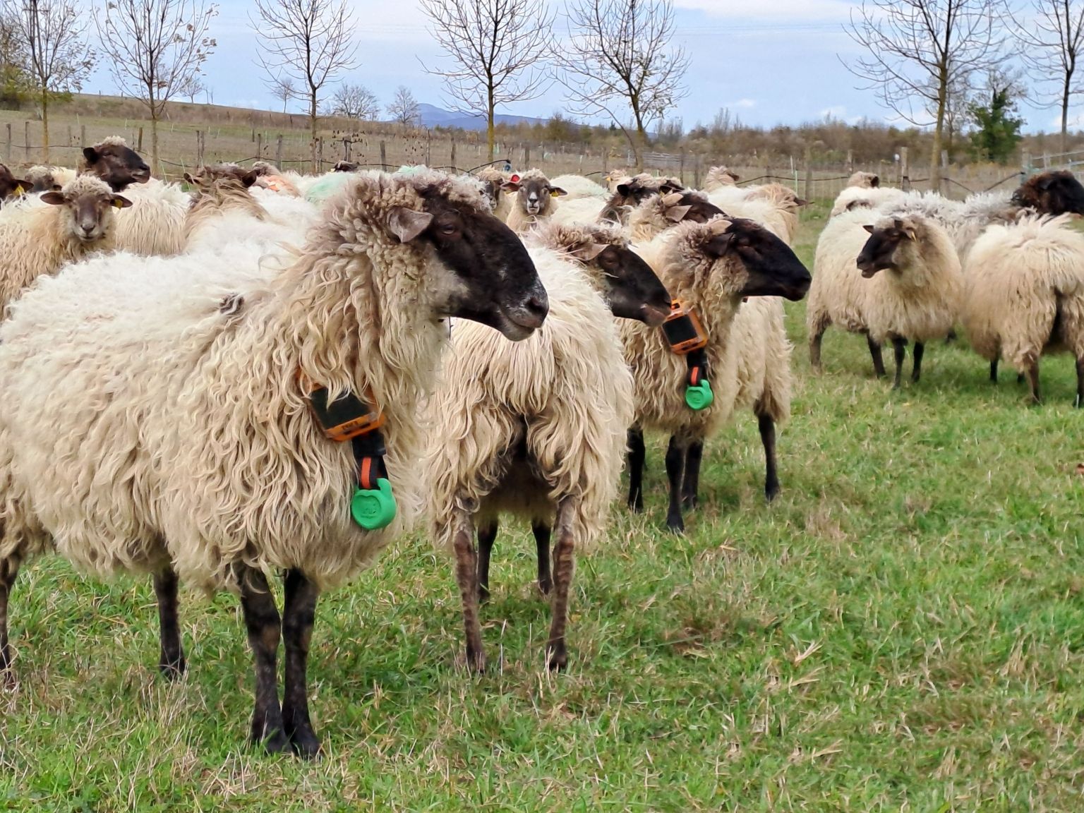 Rumi lepokoak GPSa eta azelerometroa ditu uztartuta | Argazkia: Neiker