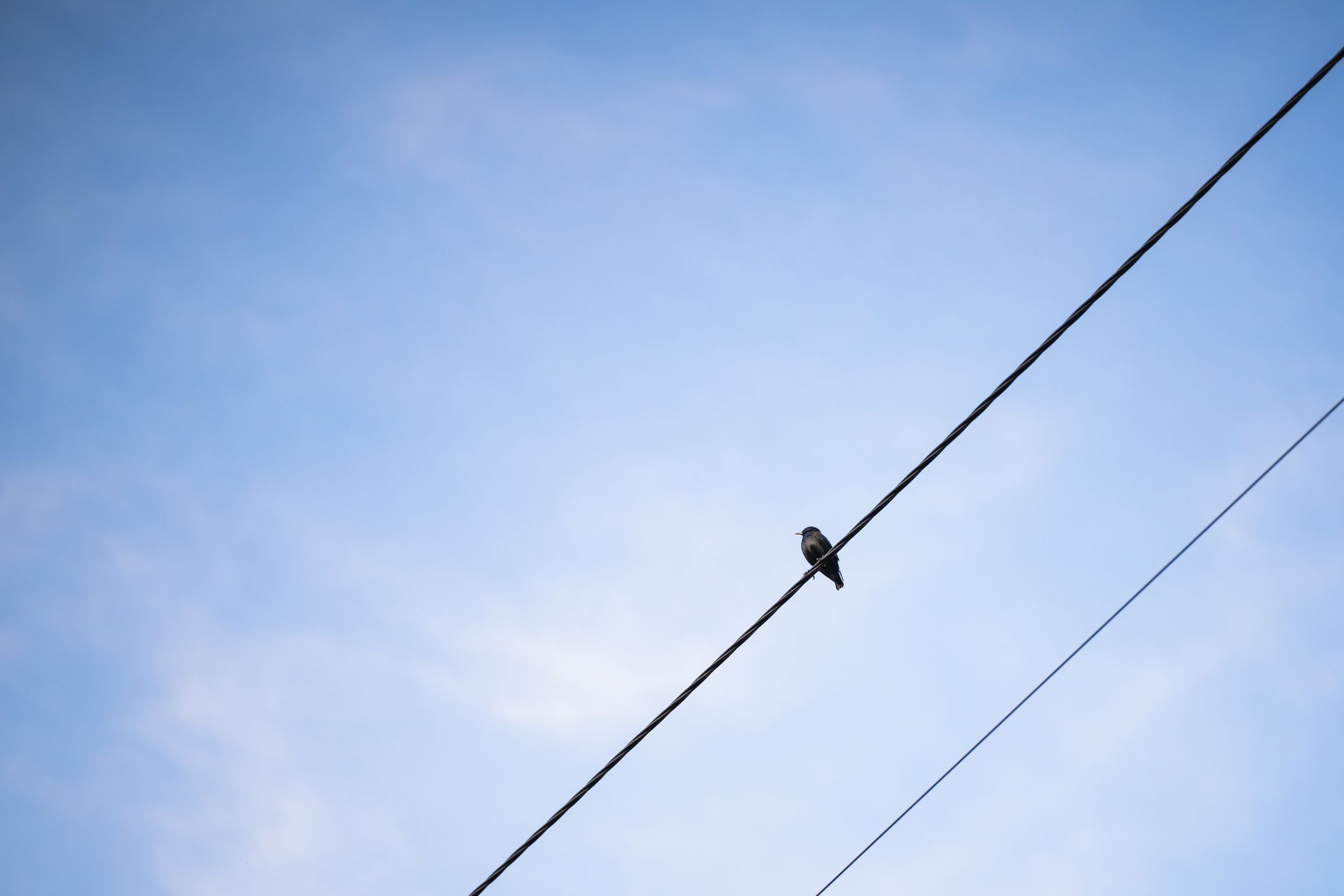 Txori bat kable batean | Argazkia: iStock