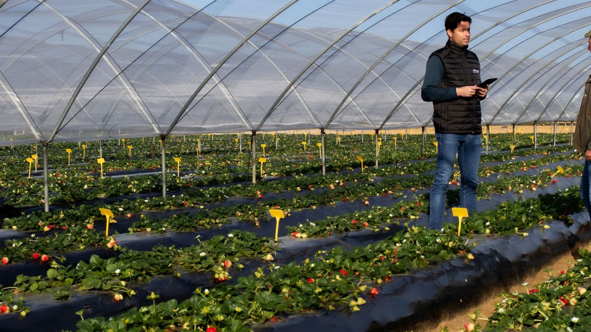 PARA WEB FRESAS 003 cortada