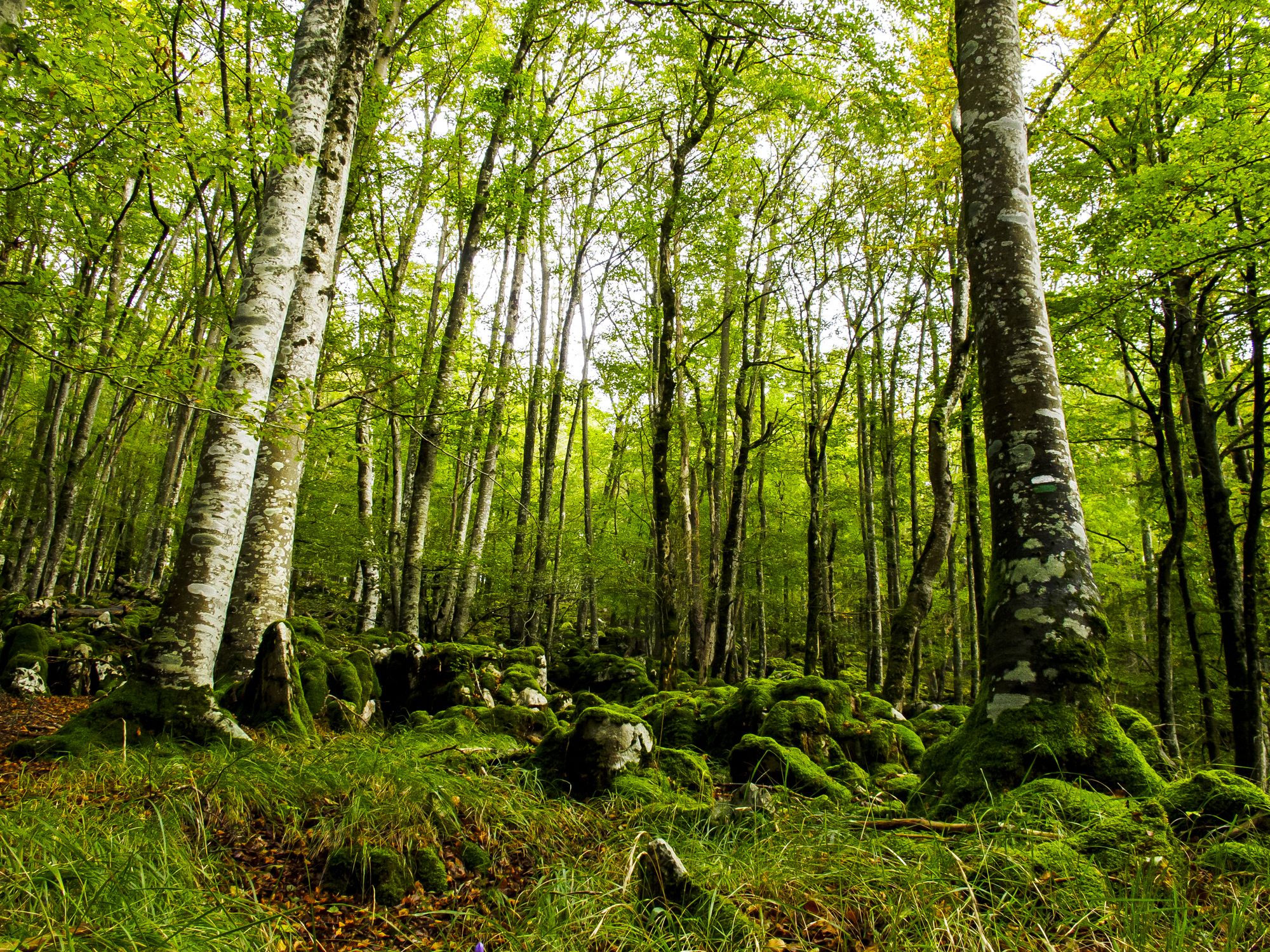 Aralarreko basoa, Gipuzkoan | Argazkia: iStock 