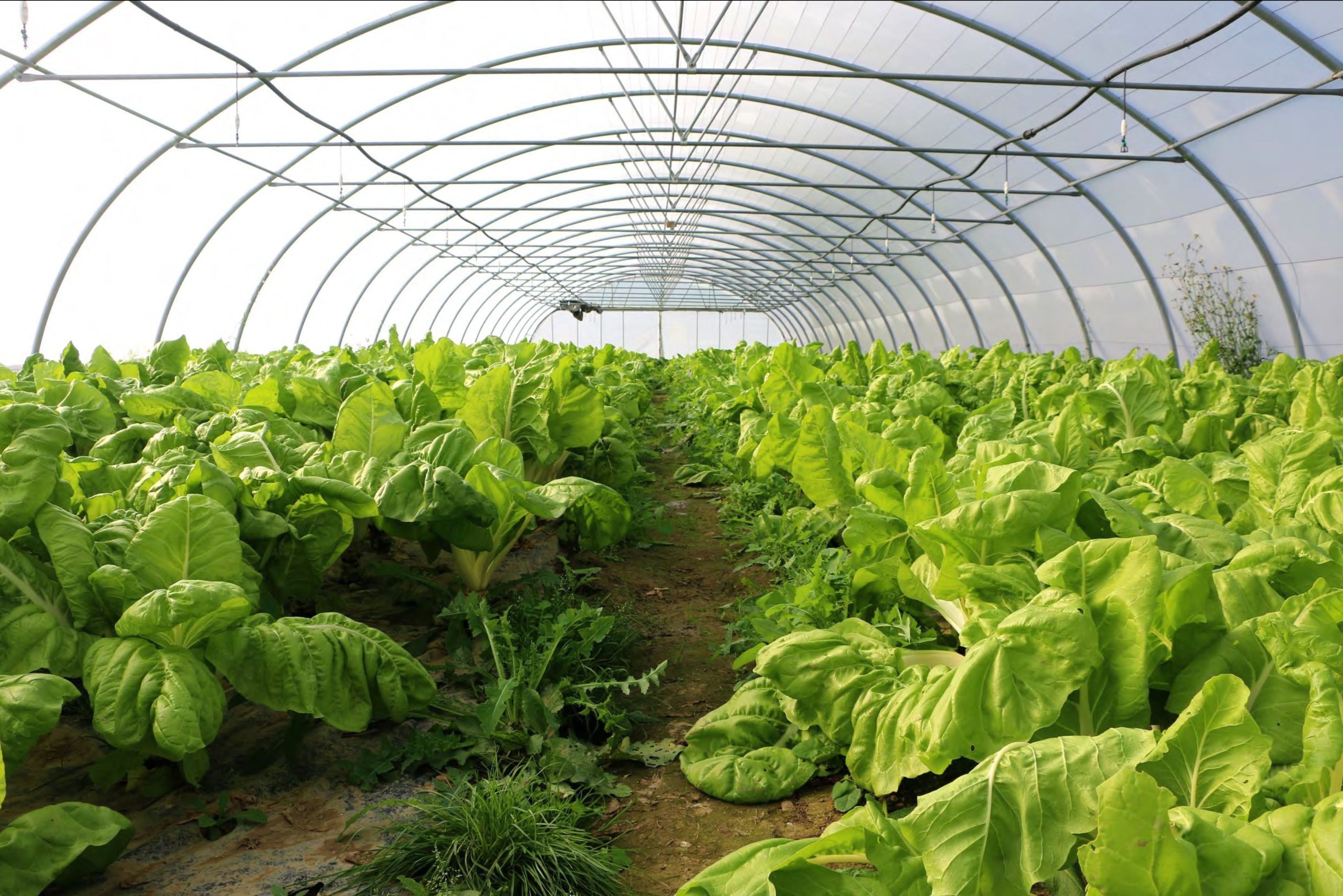  Lursail sortu da 5.000 nekazaritza-ustiategi, 67 elkarte eta 18 kooperatiba ordezkatzeko | Argazkia: utzita