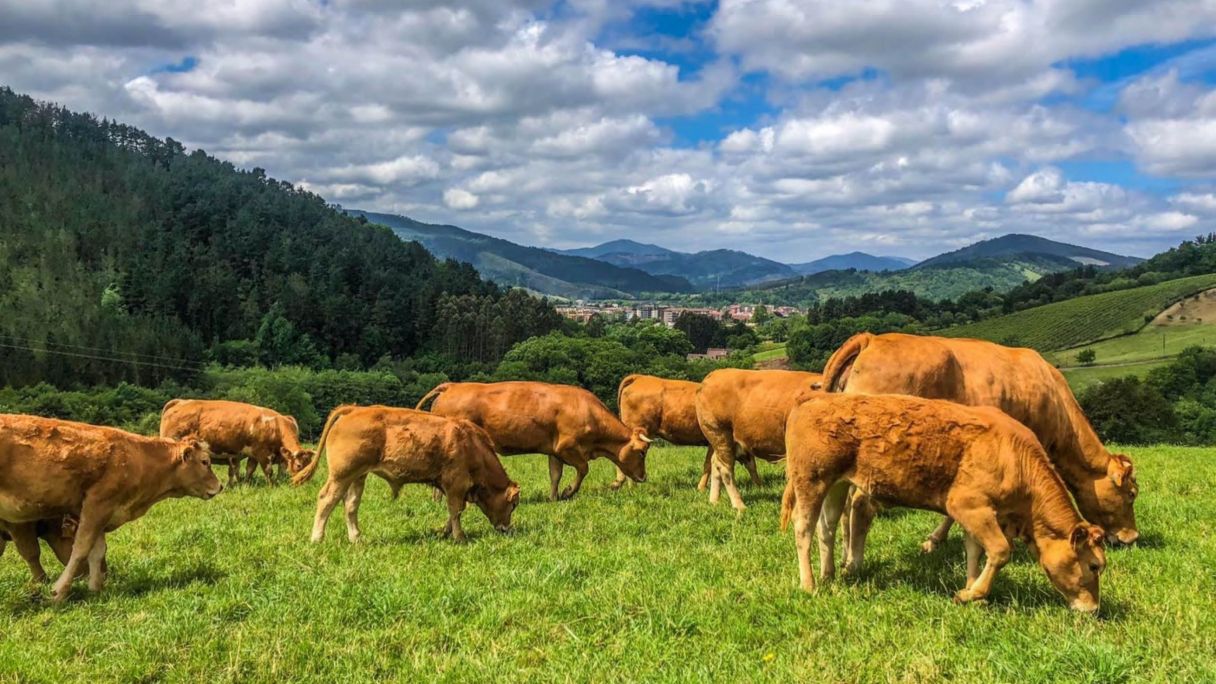 Agrovasco2 Agrovasco2