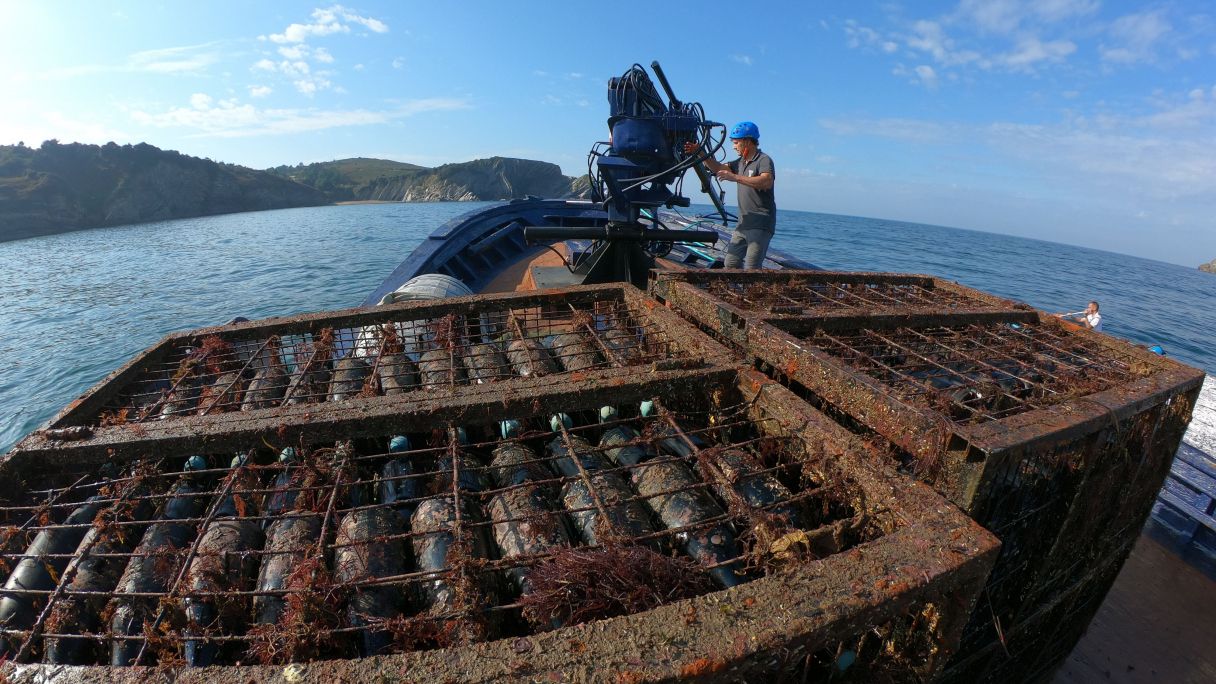 Ardoa, ur azpitik atera berritan | Argazkia: © Crusoe Treasure upategia