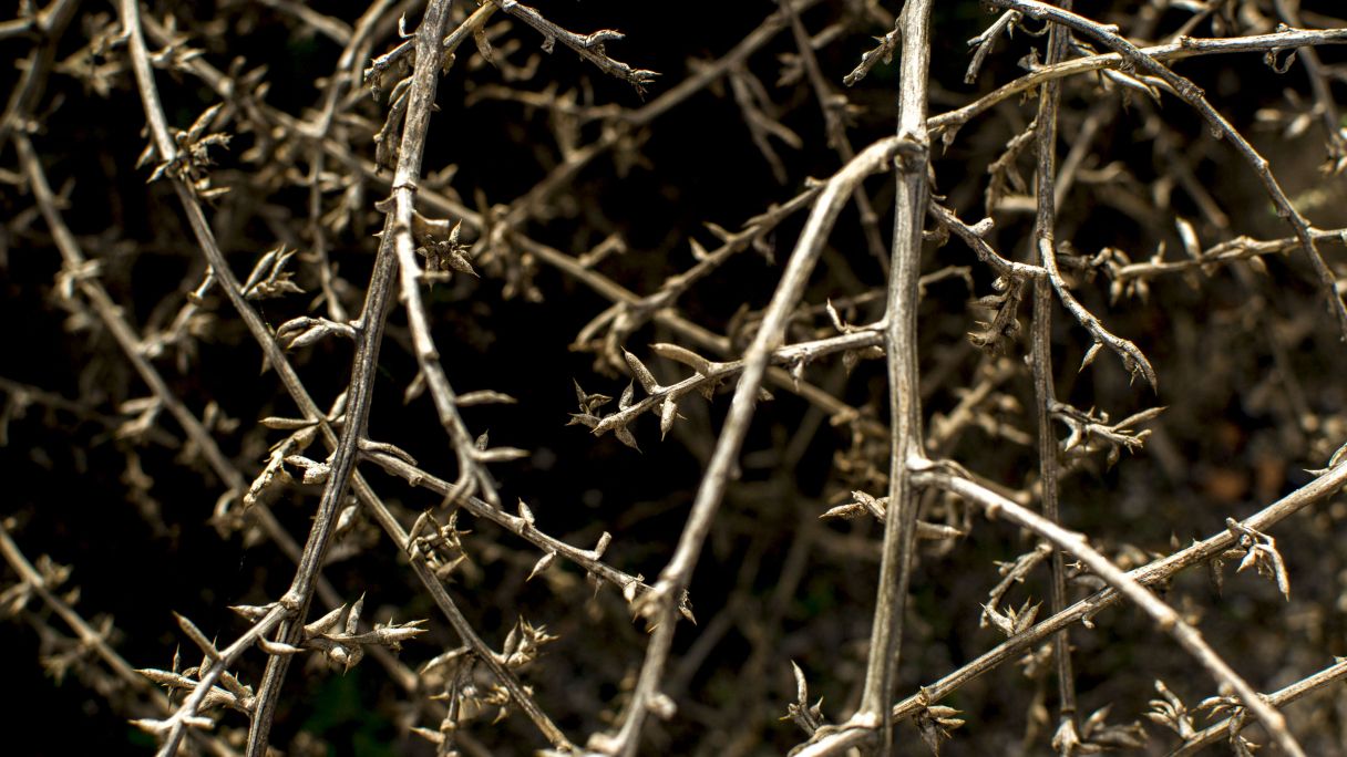 Adar sareetan Adar sareetan