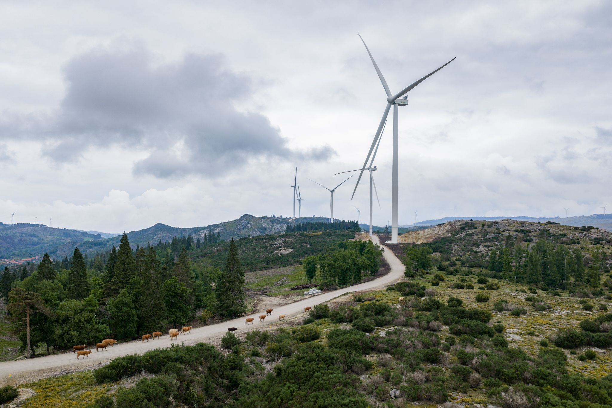 Tâmegako parkea | Argazkia: Iberdrola Tâmegako parkea | Argazkia: Iberdrola