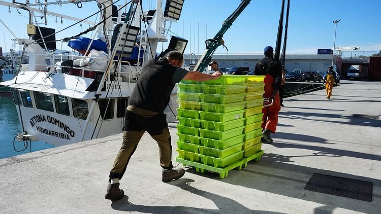 Antxoaren kanpaina positiboatzat jo du sektoreak | Argazkia: Kofradia Itsas Etxea Antxoaren kanpaina positiboatzat jo du sektoreak | Argazkia: Kofradia Itsas Etxea
