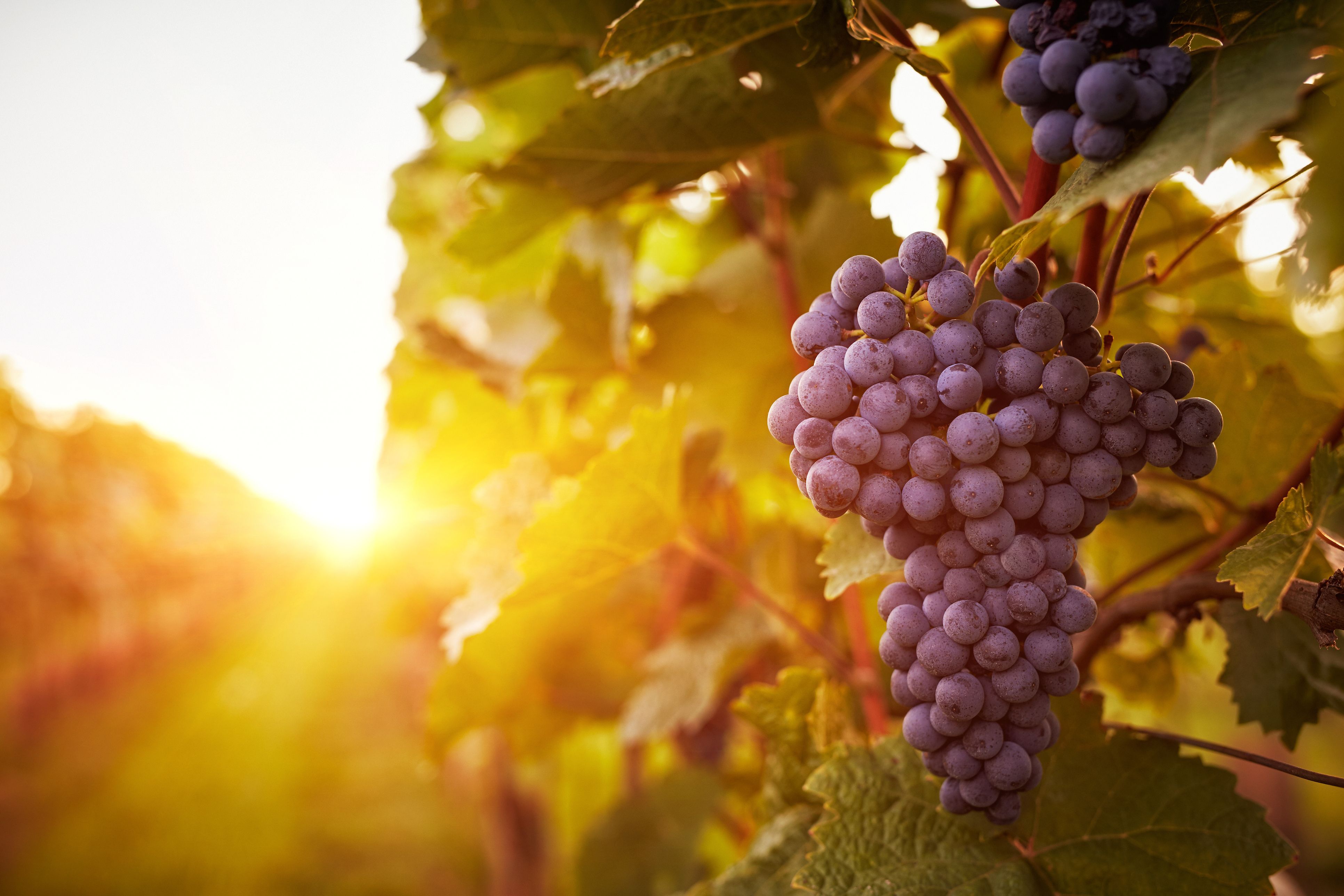 Argazkia: iStock Argazkia: iStock