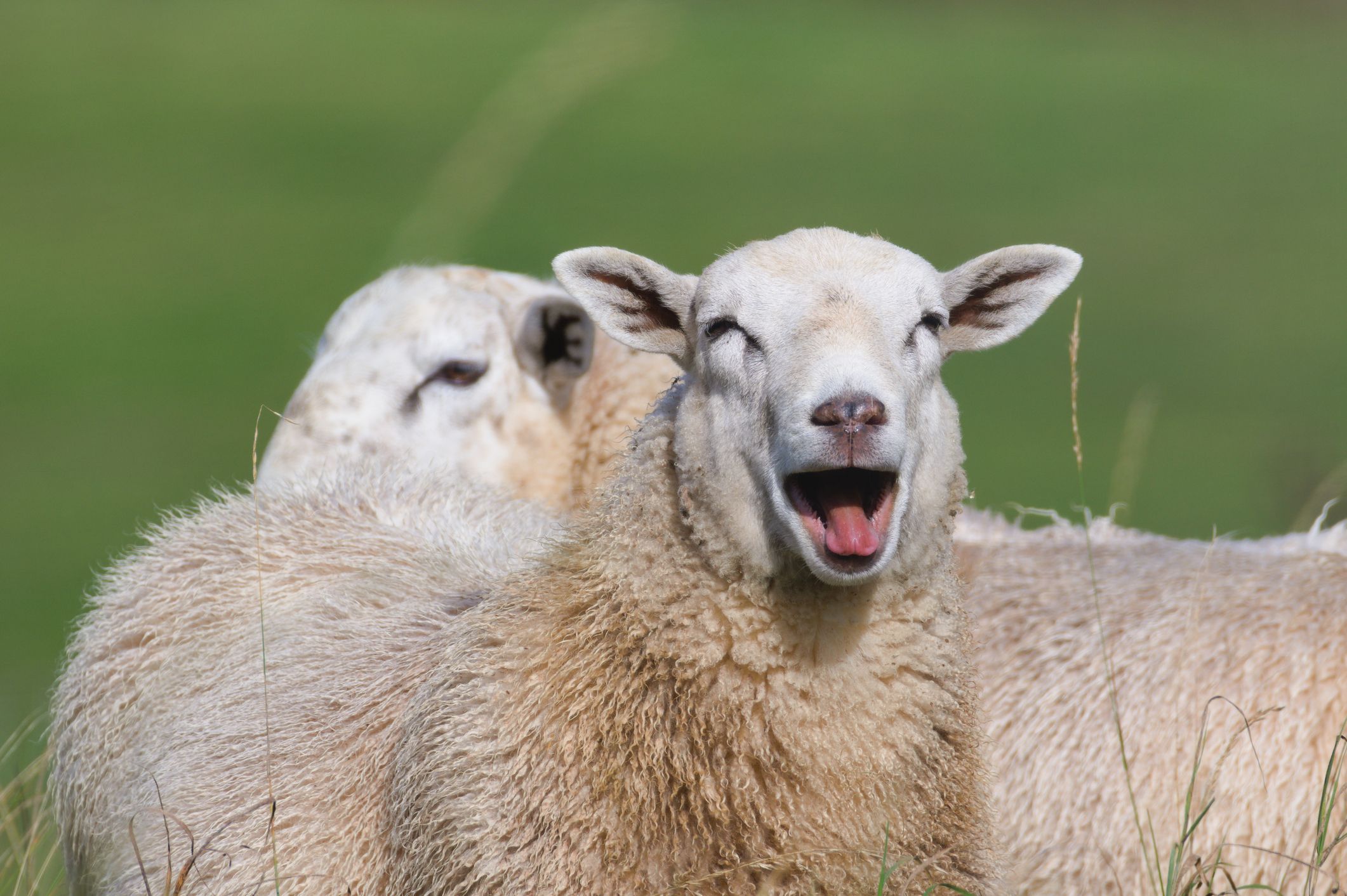 Hausnarkariei eragiten die mihi urdinak, adibidez, ardiei | Argazkia: iStock